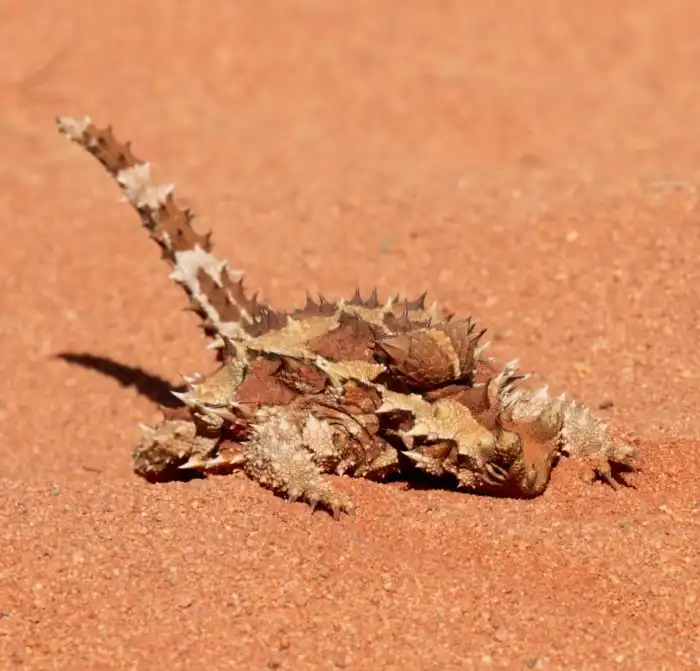 Молох: Ящерица, сотканная из бритвенно острых лезвий