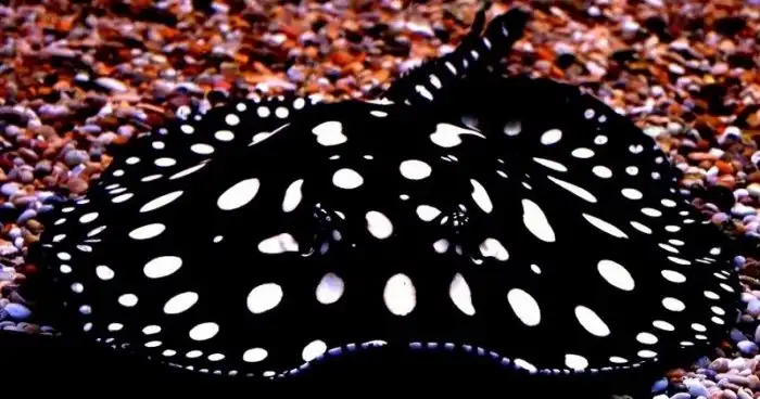 Хвостокол: Сила и опасность термоядерного ската из Черного моря