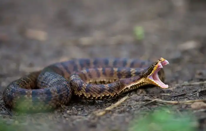 Щитомордник: Русские гадюки в неадеквате и бросаются на всё живое без предупреждения