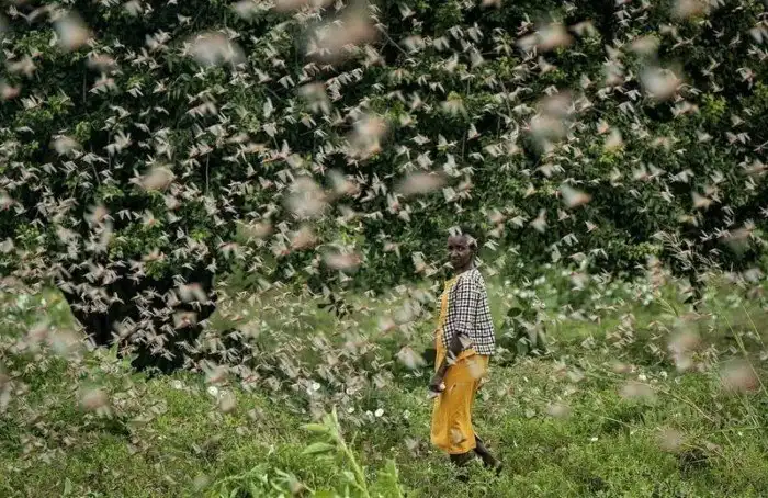 Саранча накрыла Кению