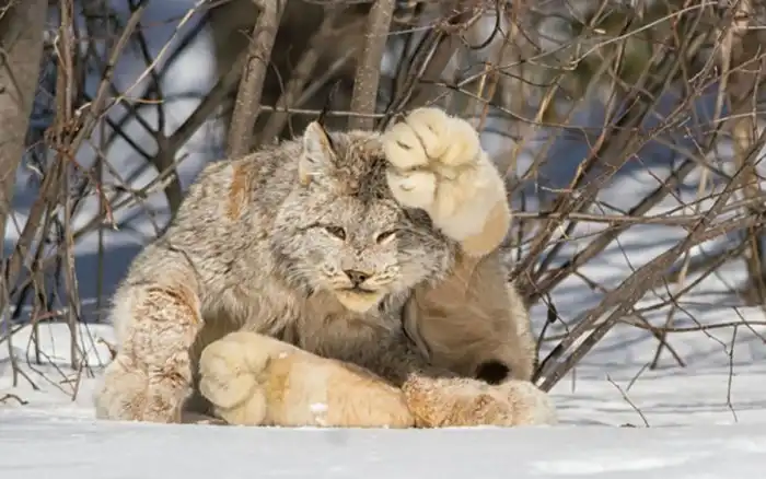Рысь: Недооцененная машина для убийств