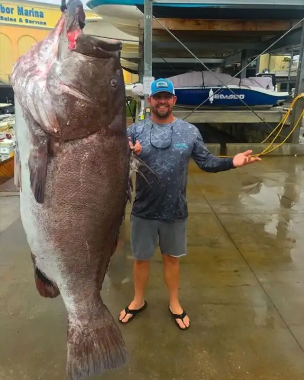 Big Bass Caught Off New Zealand (57 Kilograms\/126 Pounds) Giant fish, Cool fish