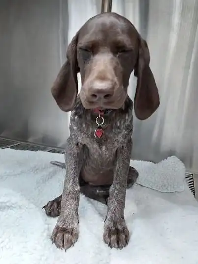 Собака съела очень ценный предмет своей хозяйки