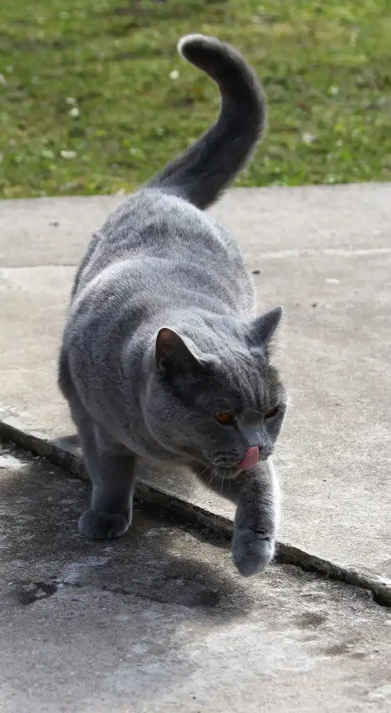 Шикарный котяра