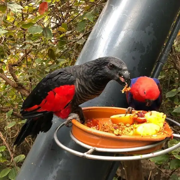 Пернатый граф Дракула - самый мрачный и зловещий попугай из Папуа-Новой Гвинеи