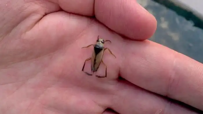 Водяная Оса: Веская причина не купаться в деревне