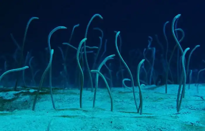 Сад угрей: Миллионы змей растут из дна Красного моря, как водоросли