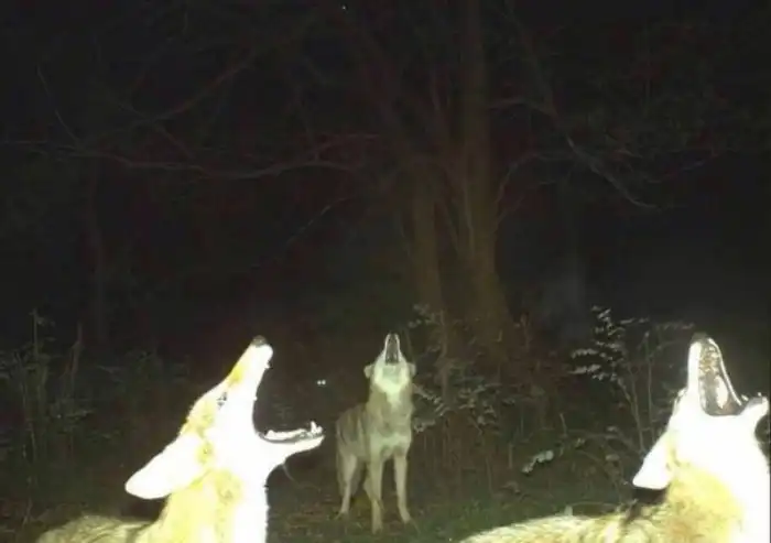 Почему ночью в лесу происходит какой-то дурдом?
