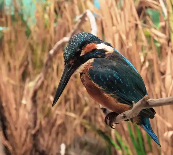 Зимородок: Суровый русский колибри рыбачит как Боженька