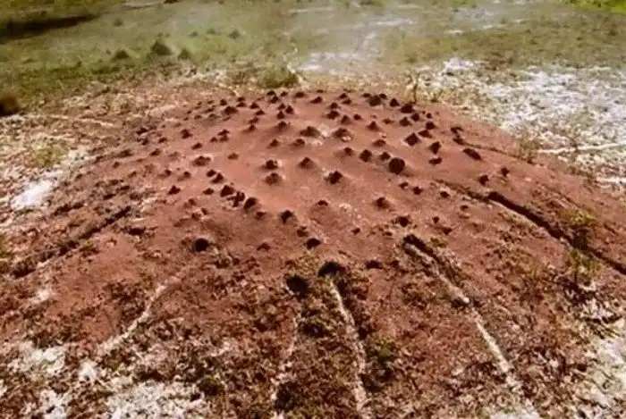 Муравьи Атта: Единственные существа на планете, способные к телепортации?