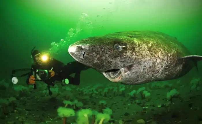 Что общего у Леонардо да Винчи и полярной акулы?