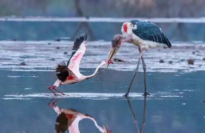 Марабу: Жуткая альтернатива голубей в грязных странах