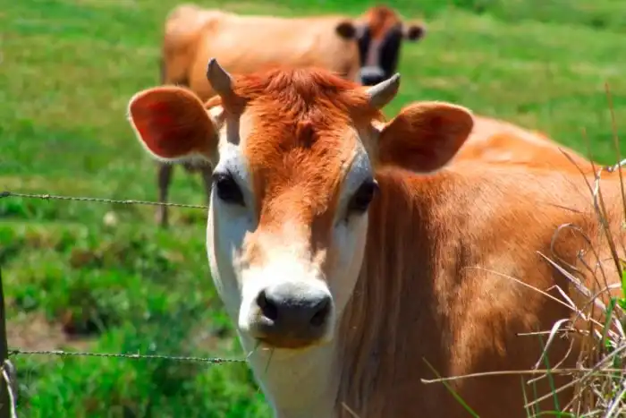 Почему олени сбрасывают рога, а коровы нет?