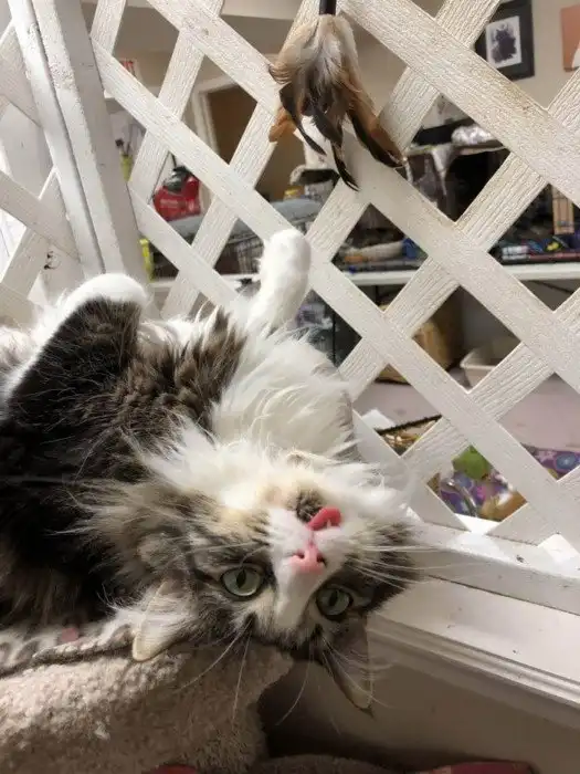 15 домашних питомцев, у которых хозяева те ещё шутники