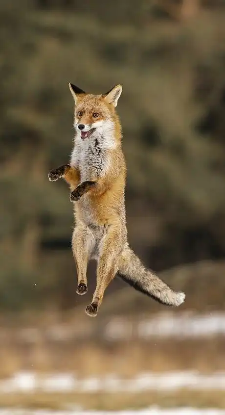 Лисы тоже радоваться умеют!