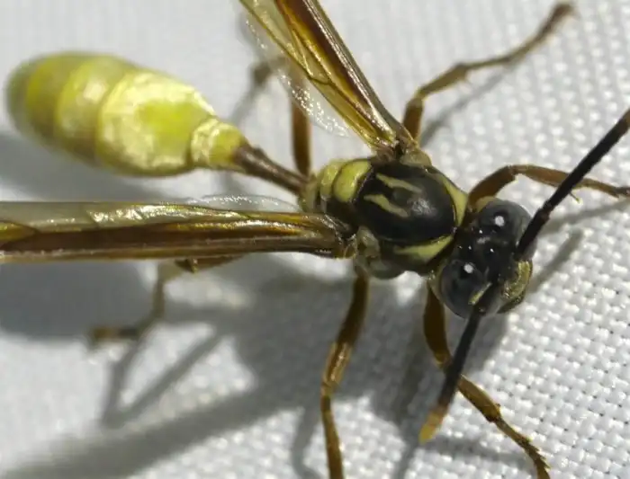 Бумажные осы: Цветок из кипящей ненависти посреди леса