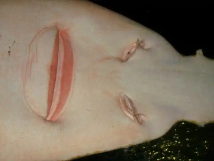 Рыба-пила: Шинкует морских обитателей в лучших традициях кровавых слэшеров