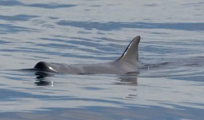 Кашалот-малютка: Эта кроха поломала все представления о кашалотах