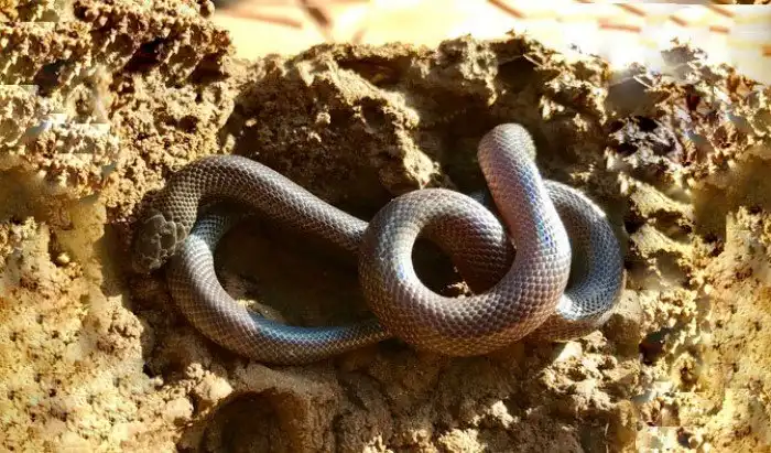 Шпильковая змея: Особо опасный «вампир». Рекорд размера клыков среди змей