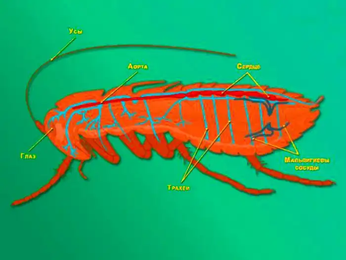 Есть ли у насекомых сердце и кровь?