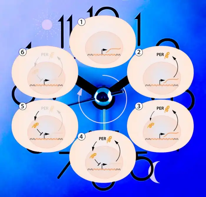 Почему мы часто просыпаемся за несколько минут до звонка будильника?