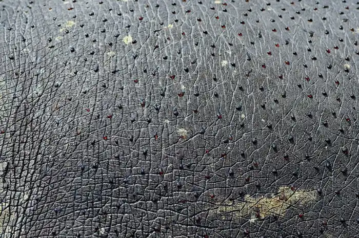 Бегемоты потеют кровью. Это миф или правда?