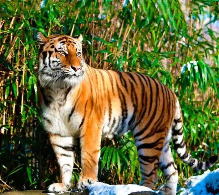 Может ли ваш питомец заразиться коронавирусом?