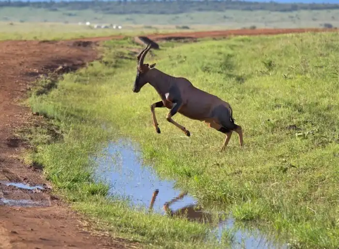 Сассаби: Смешные драки и грязные игры самок