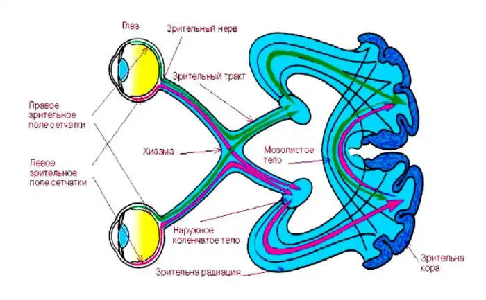 Почему темнеет в глазах если резко встать