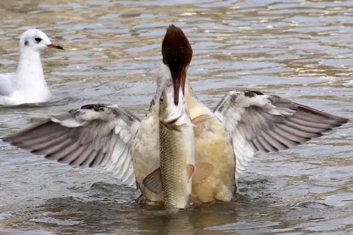 Большой крохаль: Беды с башкой по поводу рыбы