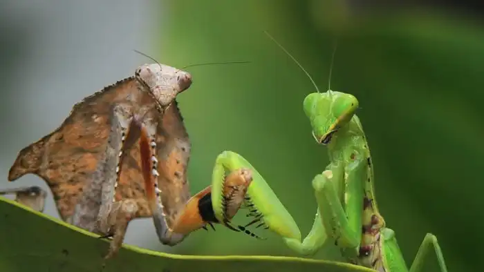Зачем богомолы едят своих самцов?