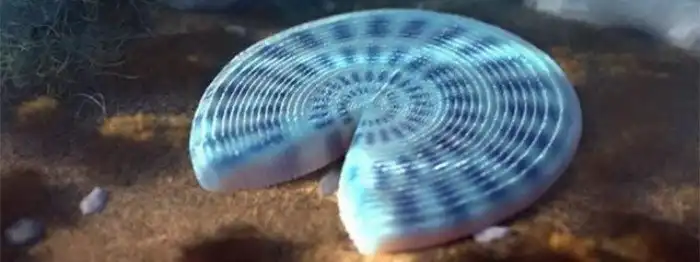 Палеодиктион: загадочное животное. Оно существует, но никто его не видел