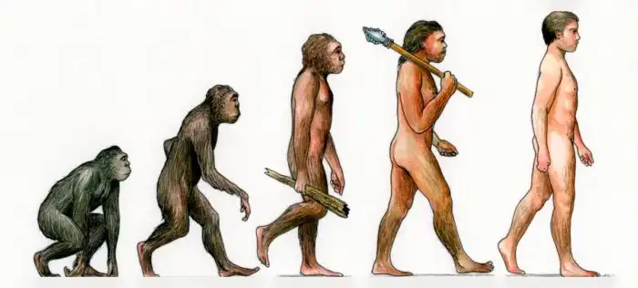 Почему обезьяны не эволюционируют в людей