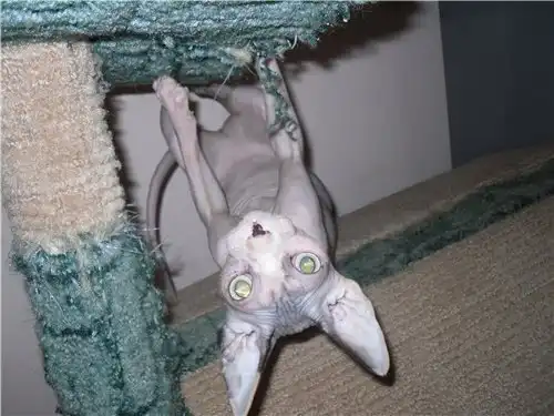 Не шуты, но акробаты