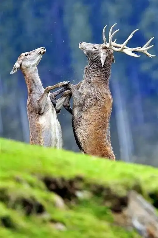 Такая зверская любовь