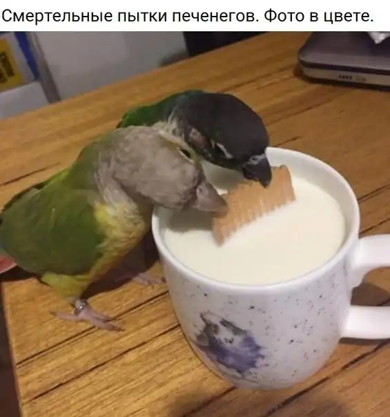 Чуток картинок