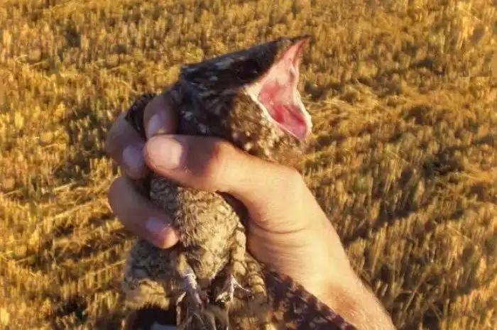 Козодой: Короли неадеквата среди птиц. Психушка в лесу ночью