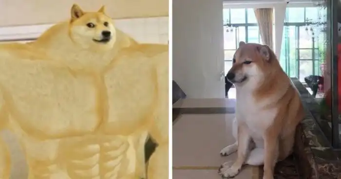 Качок Доге и Чимс: мем про разницу поколений