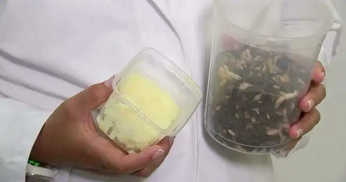 Сливочное масло могут начать заменять «маслом» из насекомых