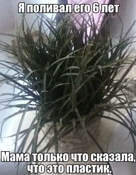 Чуток картинок