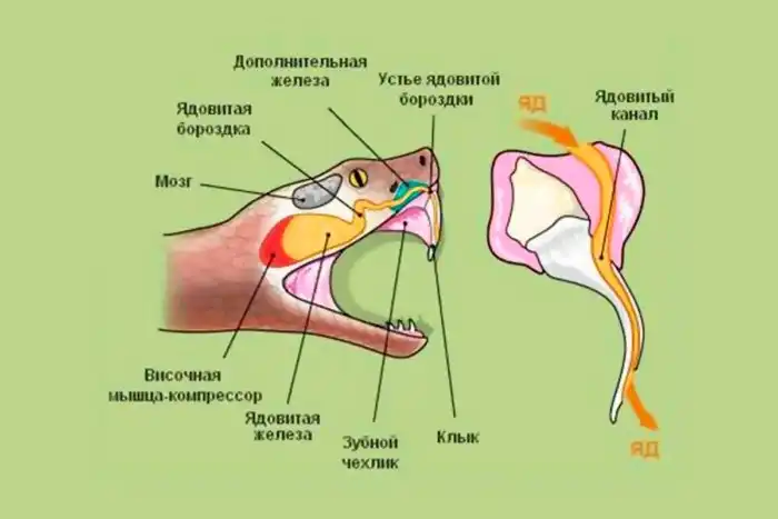 Может ли ядовитая змея совершить суицид, укусив саму себя?