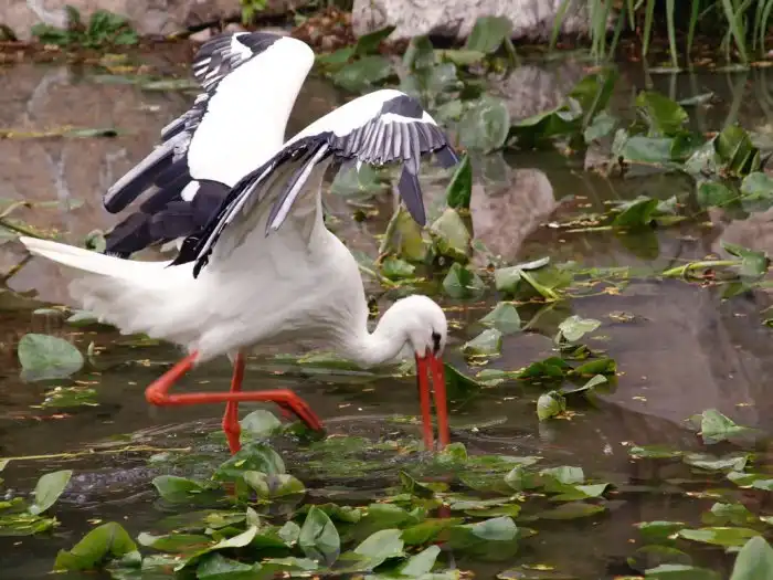 Белый аист: Казнь за слабость! Спартанское воспитание в гнёздах