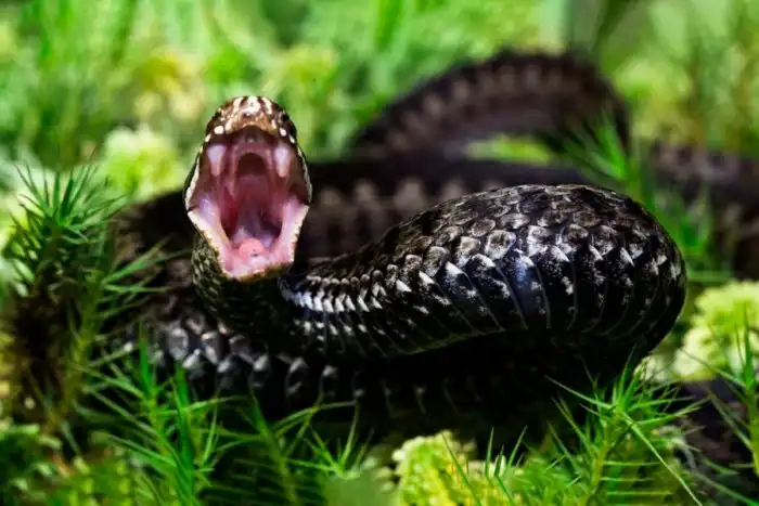 Опасно ли отсасывать змеиный яд из раны?