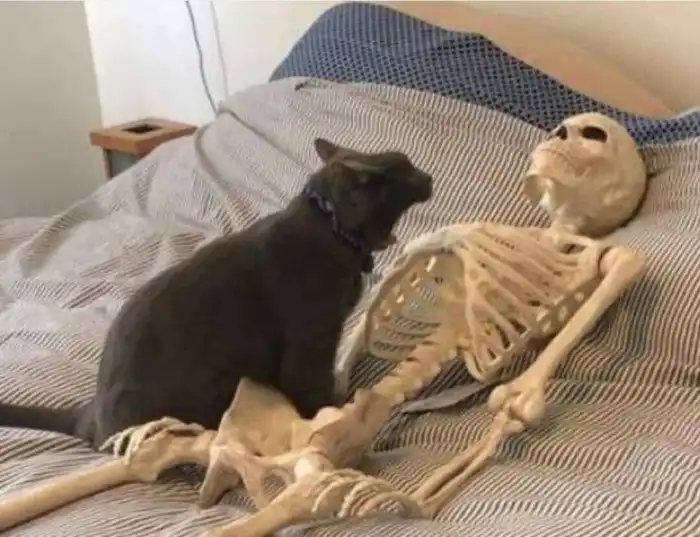 Зачем кошки спят на человеке? 5 причин