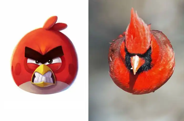 Красный кардинал: Та самая птичка из Angry Birds. И она реально оказалась безумной!