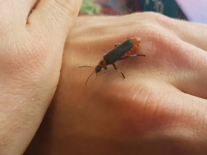 Жук-пожарник: 01 вызывали? Кого он тушит то? Загадка детства