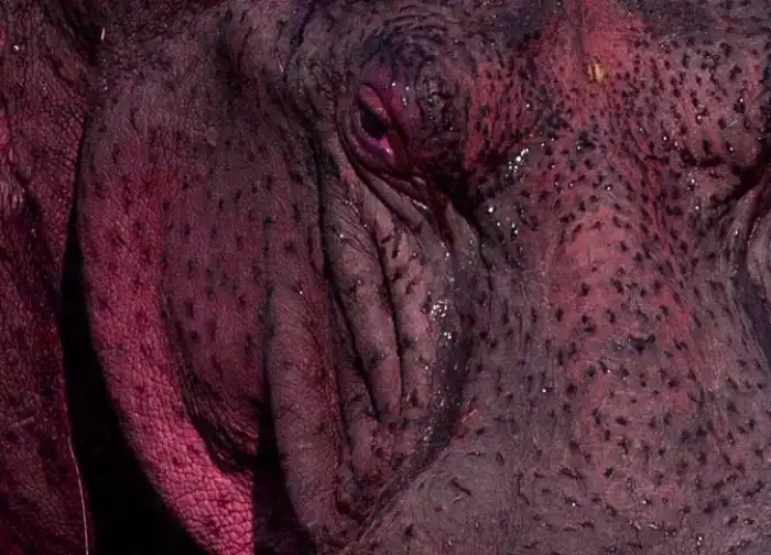 Почему у бегемотов и зебр розовое молоко?