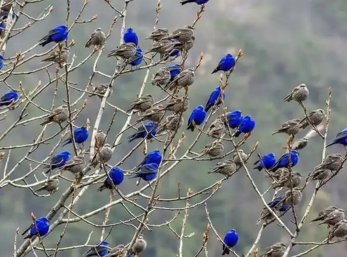 Индиговый кардинал: Синяя птичка из Angry Birds в реальности. Какая она?