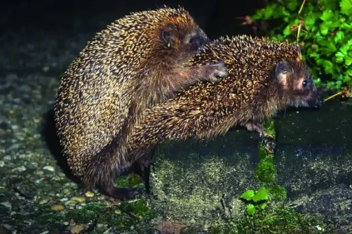 Как размножаются ёжики?