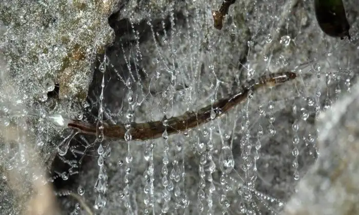 Комары-светляки: Барнакл из Half-Life в реальности. Рыгают клейкой нитью, чтобы нести смерть